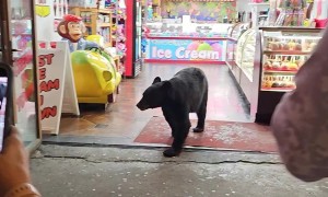 Black Bear Orders Sweets At Gatlinburg Shop