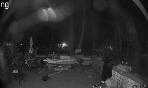 Cat Squares Up Against Black Bear