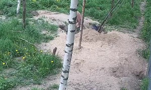 Wolves Attack Shirtless Man Entering Their Den