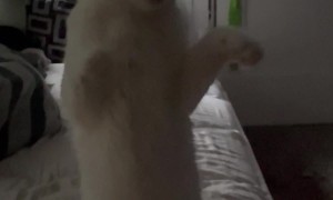 Needy Kitty Waits to Be Picked Up