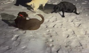 Happy Dogs Celebrate First Snow of the Season