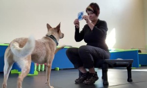 Red Heeler Reads Cue Cards