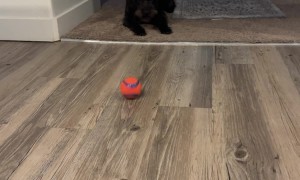 Puppy Invents Her Own Game