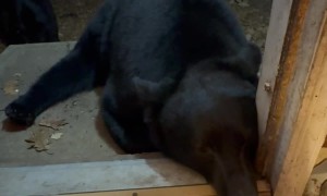 Playing Footsie With A Black Bear