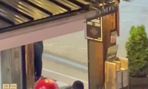 Bear Goes Rummaging Through Downtown Gatlinburg