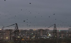 Birds Swarm Over Aktau