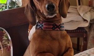 Distinguished Dachshund Folds Paws Like Gentleman