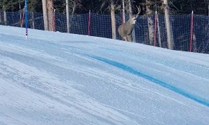 Buck Runs Down Ski Slope