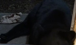 Bear Sits On Command And Falls Asleep In Doorway