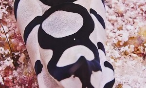 Monochromatic Mosaic Mollusk