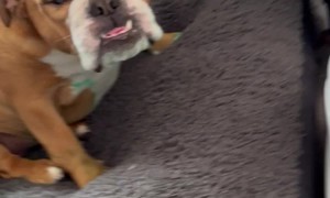 Dogs Make Mess With Green Marker