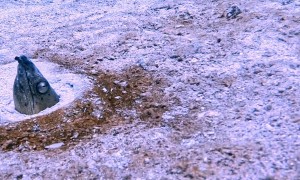 Strange Sea Creature Buried in Sand