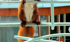 Red Squirrel Visits Balcony