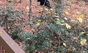 Unbothered Black Bear Checks Unlocked Vehicles