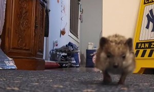Fast And Curious Hedgehog