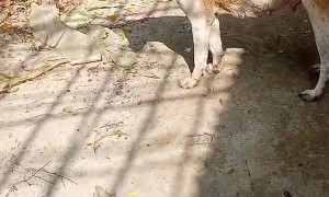 Stray Dog's Head Freed From Plastic Jug