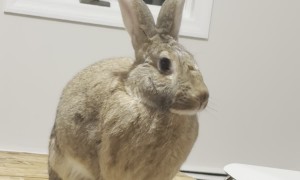 House Rabbit Wiggles Nose