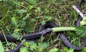 Snake Eats Another Snake