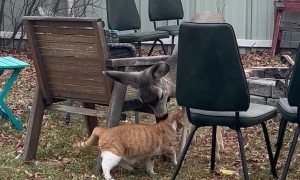 Cat Makes a Deer Friend