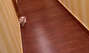 Cat Plays Red Light, Green Light