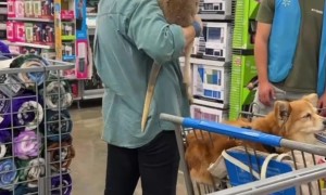 Woman Brings Her Pet Kangaroo to Walmart