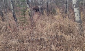 Man Finds Himself Surrounded By Moose