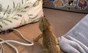 Bearded Dragon Tries to Climb Up Pillow