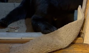 Sleepy Bear Tries To Hibernate In Rug