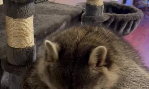 Kevin the Raccoon Eats Snacks In Cat Tower