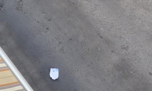 Cockroach Floats Down From Balcony in Style