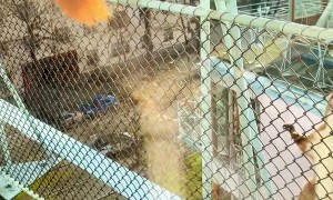 Wild Red Squirrels Run Off Together