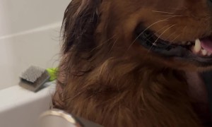 Golden Retriever Has Wide Eyes During Bath Blowout