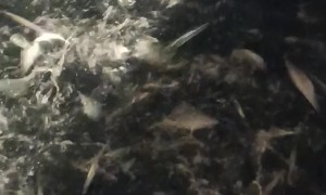 Thousands of Small Fish Jump From Water