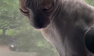 Sphynx Cat Enjoys Massage Gun