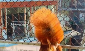 Red Squirrel Takes Balcony Treats