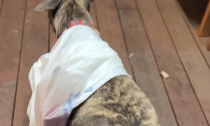 Dog Delivers Groceries To Neighboring House