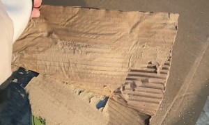 Cardboard Freezes To Windshield