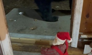 Black Bear Doesn't Know What to Think of Dancing Santa