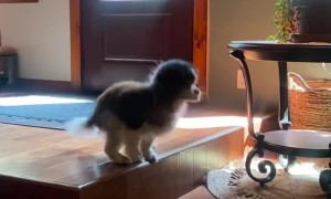 Elderly Pup Parkours Off Step