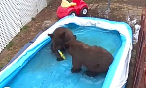 Four Bears Play In Backyard Pool