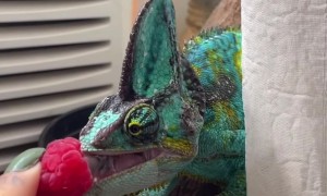 Chameleon Dances For Raspberry