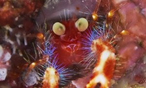 Shiny Crustacean Close Up