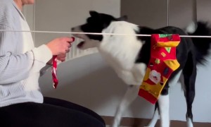 Border Collie Hangs Christmas Socks on Clothesline
