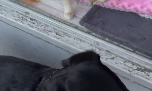 How Much Is That Kitty in the Window?