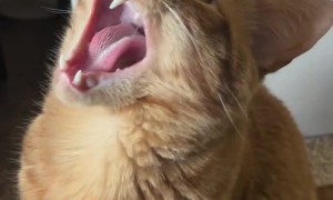 Orange Cat Speaks Bird