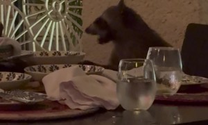 Polite Raccoon Eats Leftovers At Restaurant