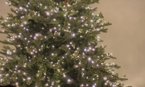 Orange Cat In The Christmas Tree
