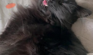 Cat Munches On Nothing