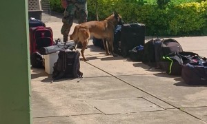 Drug Sniffing Dog Leaves His Mark