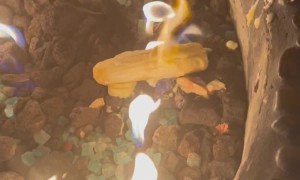 Birthday Treat Tragedy